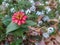 Zinnia angustifolia, theÂ narrowleaf zinnia, is a herbaceous flowering plantÂ speciesÂ ofÂ zinnia.